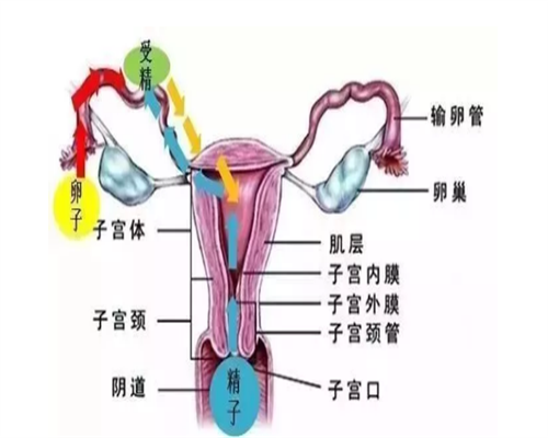 正规代怀探秘：试管8个月保胎成功率与费用全面解读
